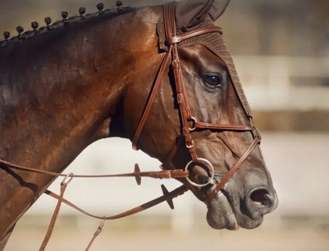 Close up headshot of a brown, athletic horse